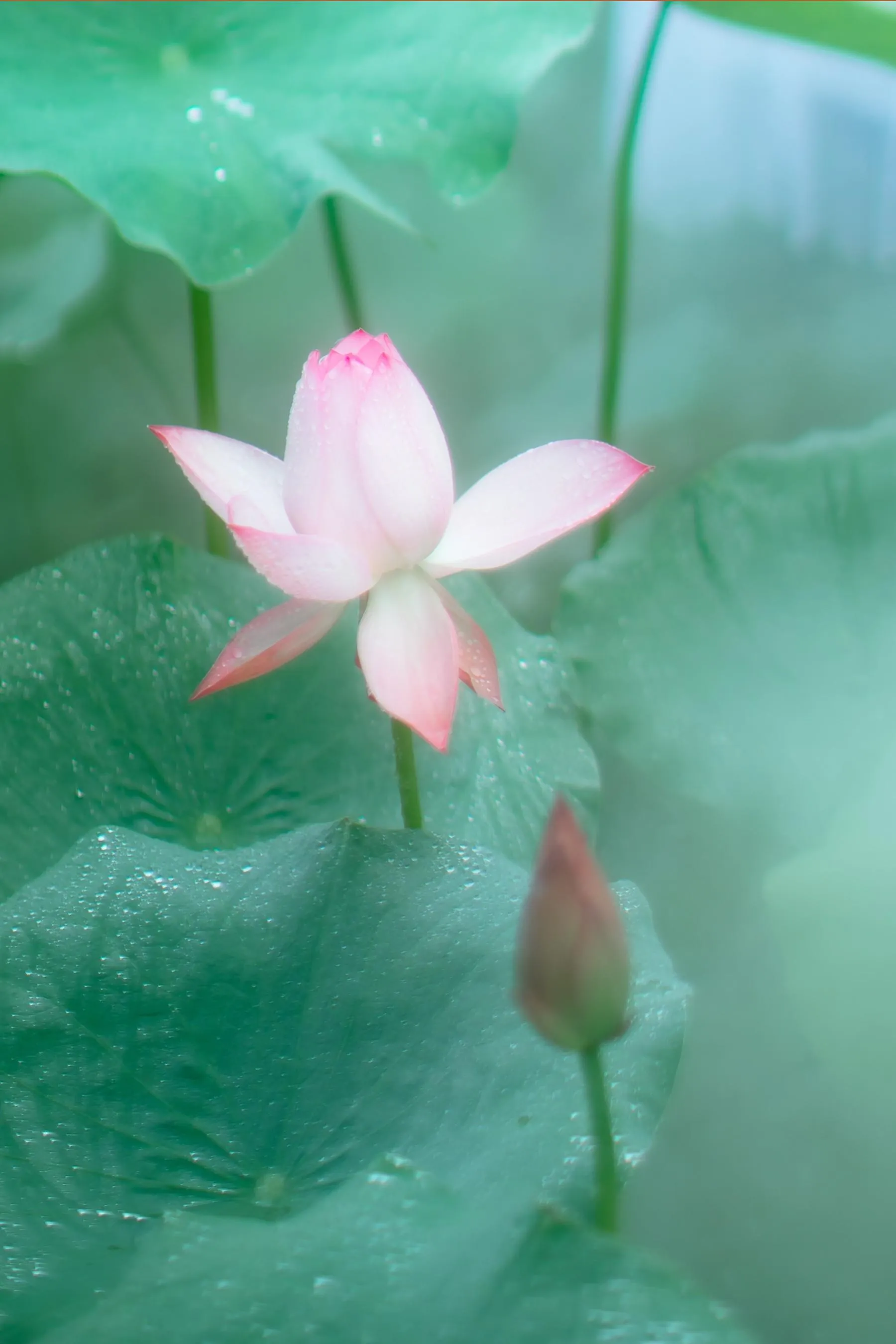 [YITUYU艺图语]2021.12.25 双生花 修水凝花 [31P]插图4